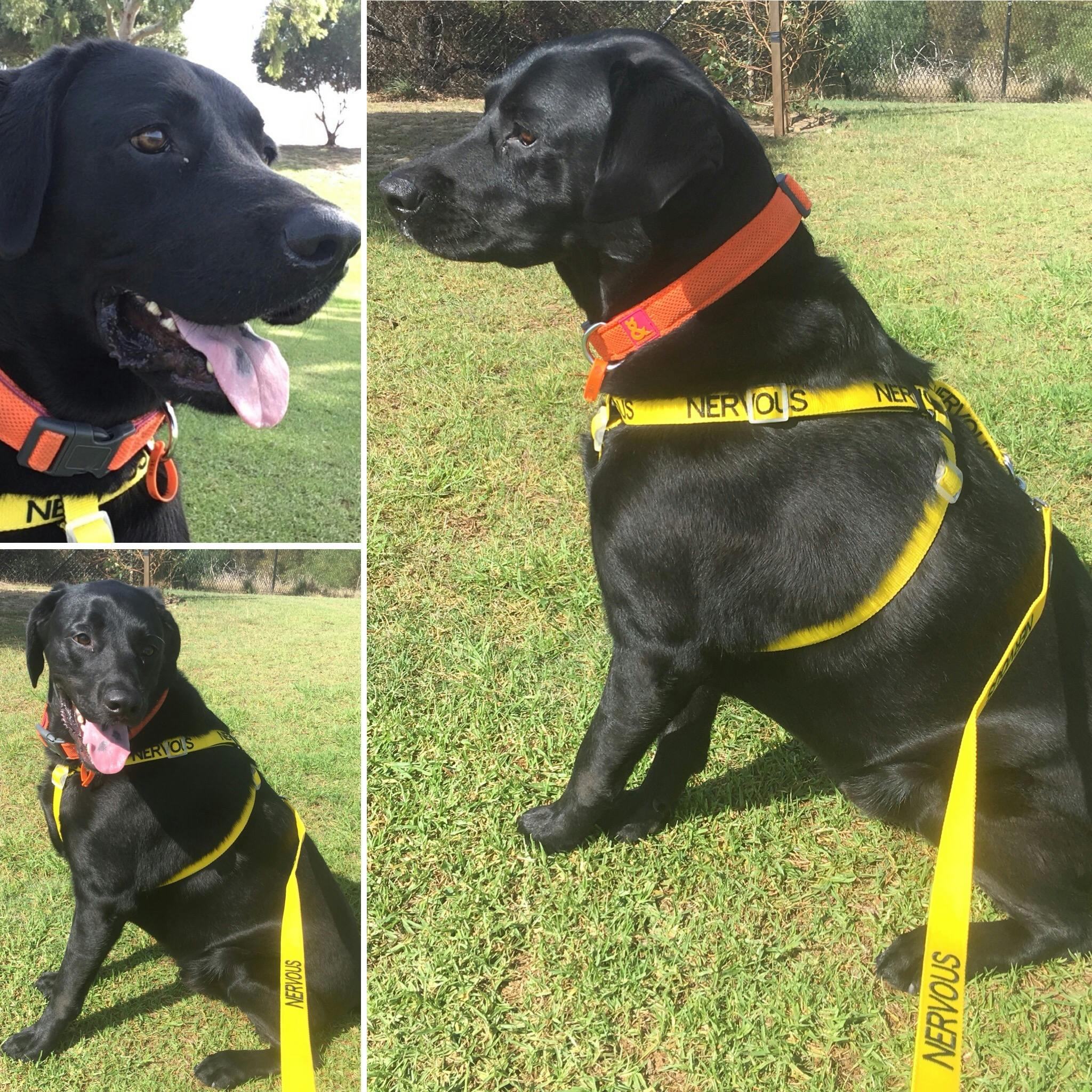NERVOUS L/XL adjustable Strap Harness Friendly Dog Collars